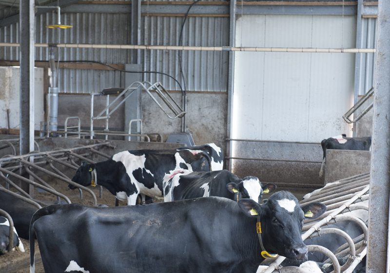 Nedap COWcontrol - Cow Positioning