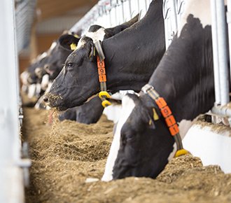 The history of the dairy cow and the importance of rumen health