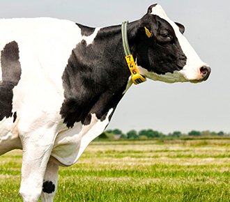 ISO Standard for livestock RFID