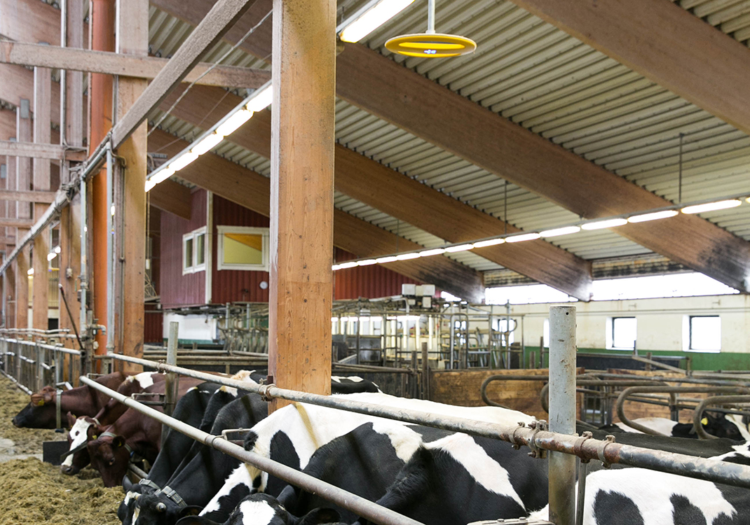 Barn with the Nedap COWcontrol - Cow Positioning