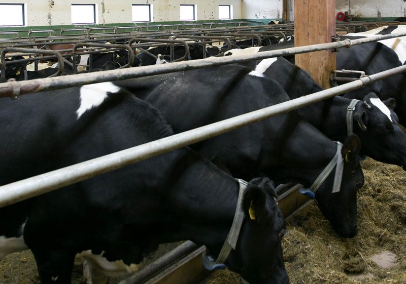Grazing cows with Nedap Smarttag Neck