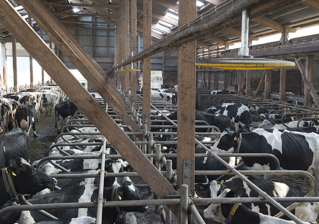 Nedap COWcontrol - Cow Positioning