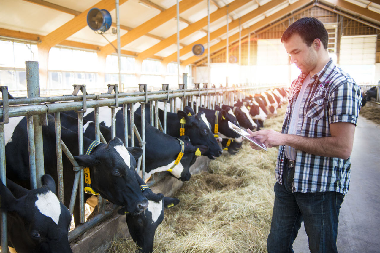 Feeding management affects dairy cow eating behavior