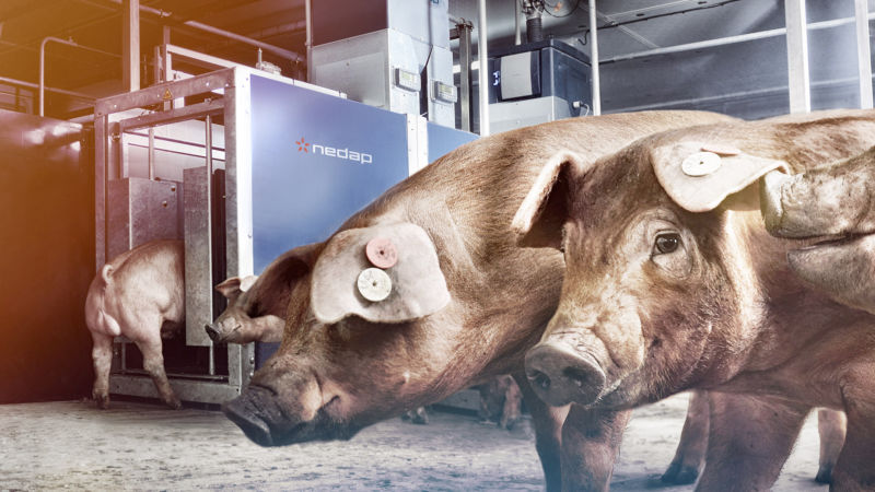 Nedap ProSense: Nedap Pig Performance Testing